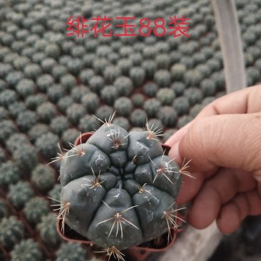 仙人球