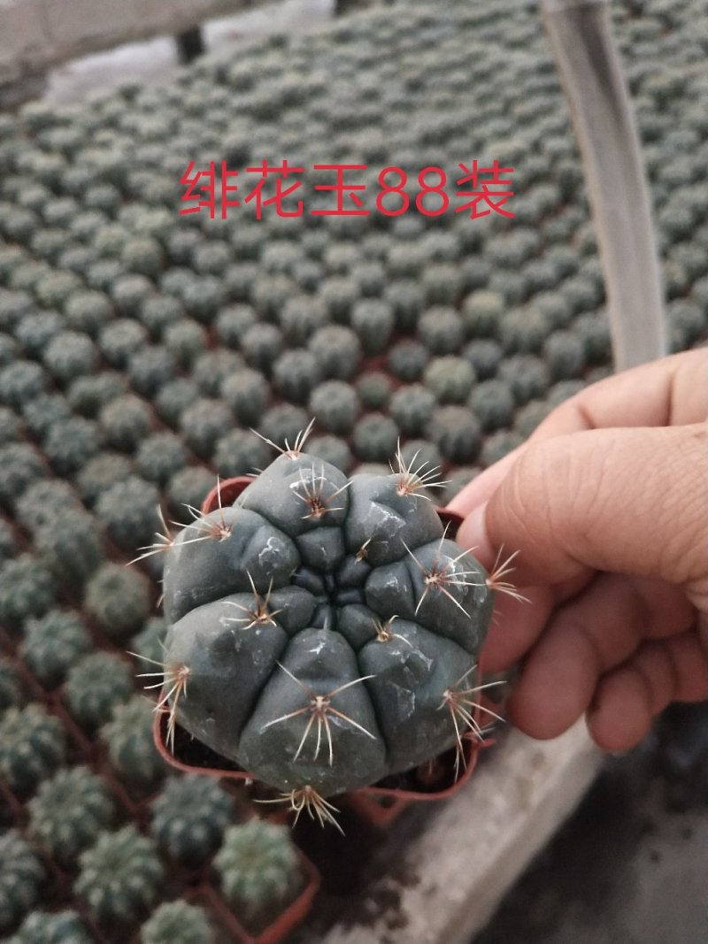 仙人球