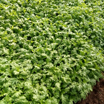 急着倒地便宜处理茼蒿给钱就卖