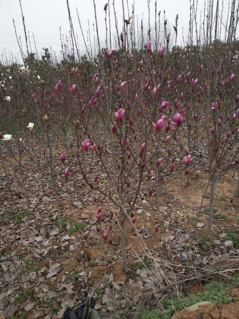 红玉兰枝条带花苞的大量供应