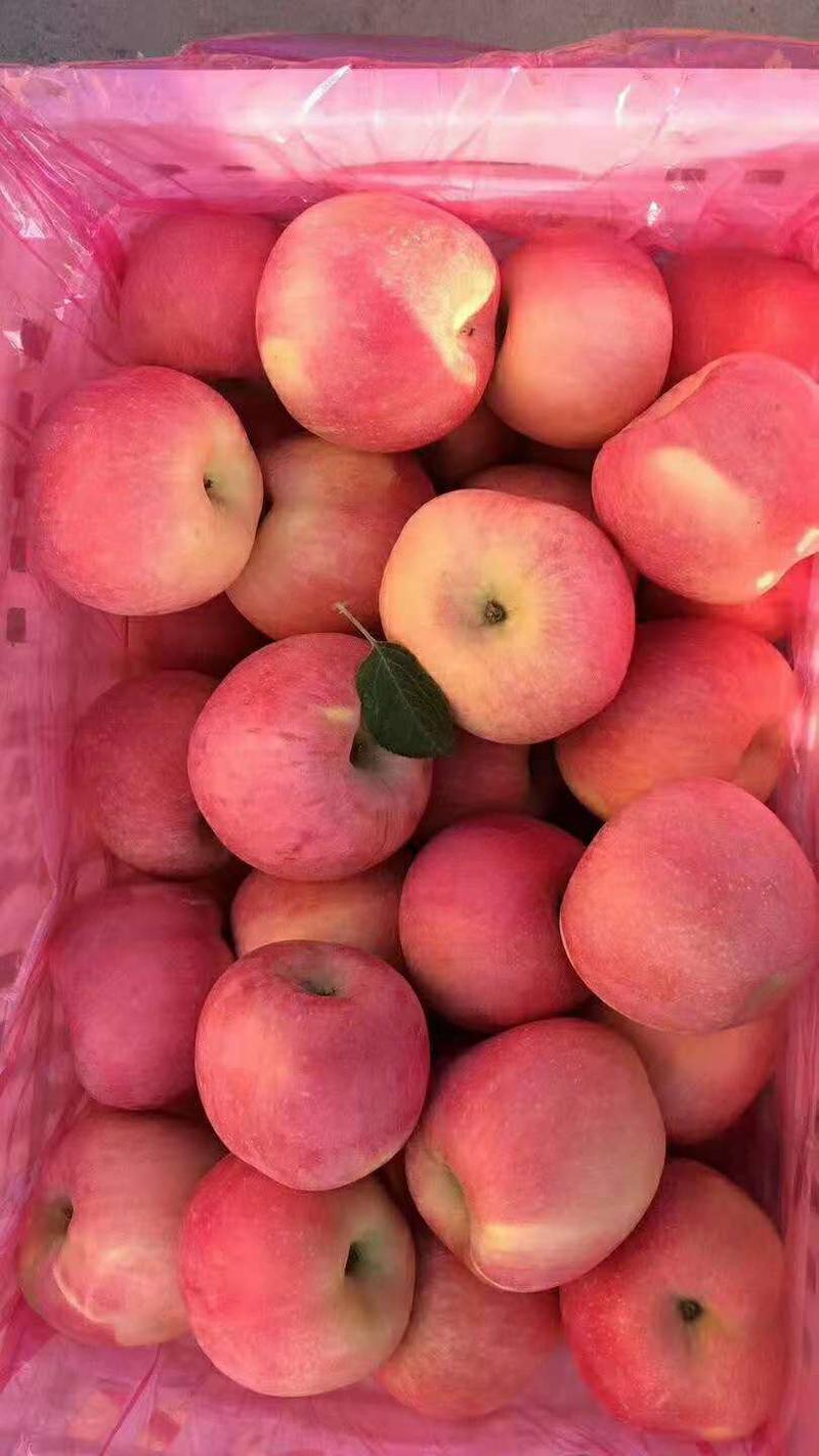 山东苹果-红富士苹果条纹偏红对接商超市场全红大量供应