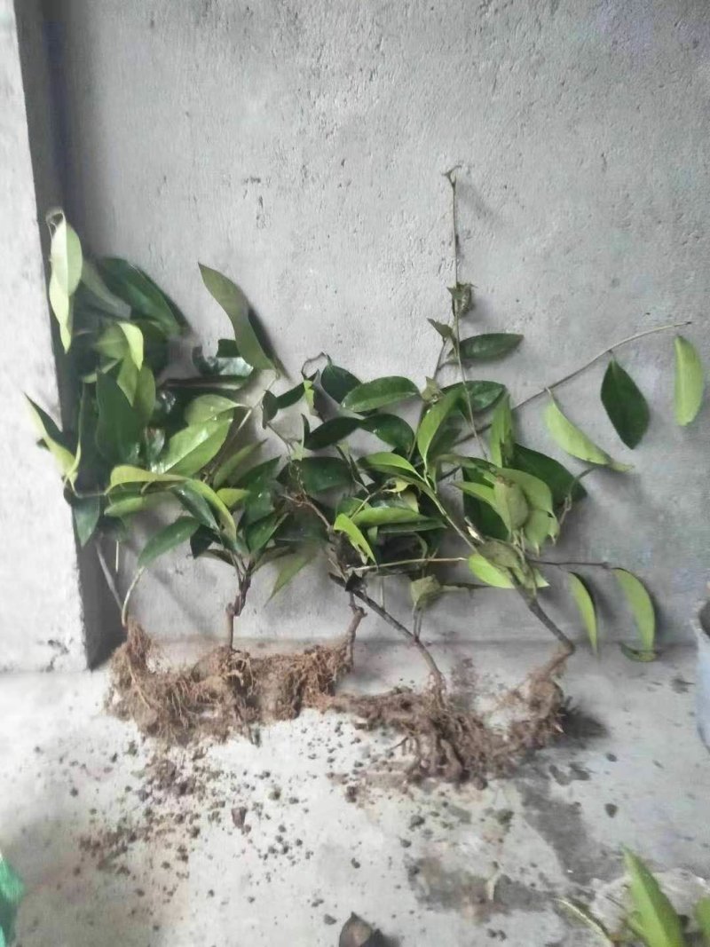 布福娜苗黑老虎苗恶魔计划果苗