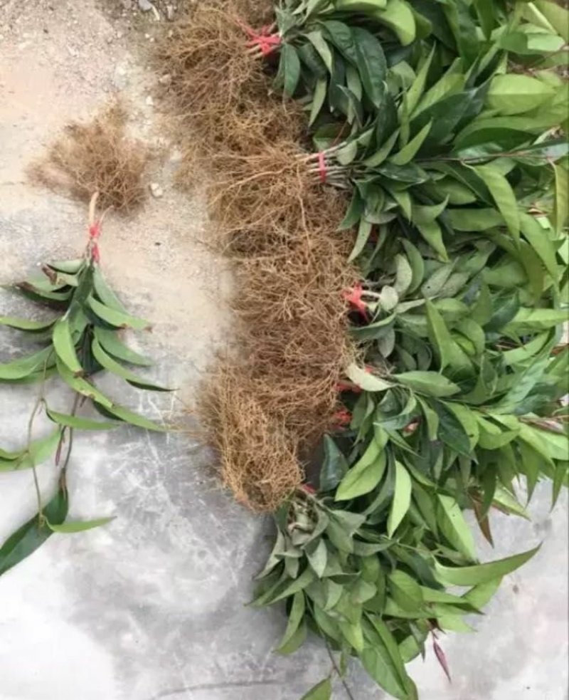 布福娜苗黑老虎苗恶魔计划果苗