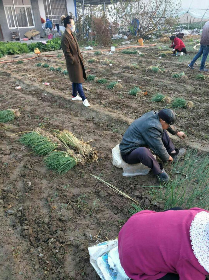 洋葱苗红皮黄皮紫皮，提供技术基地直供，签合同包回收