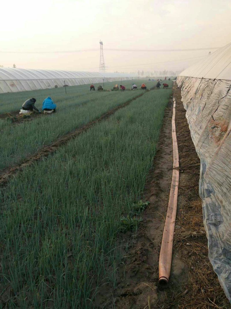 洋葱苗红皮黄皮紫皮，提供技术基地直供，签合同包回收