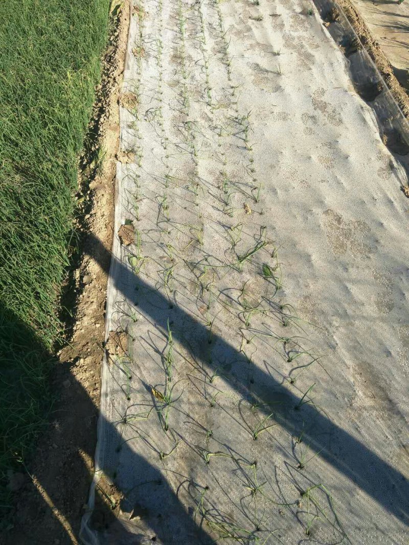 洋葱苗红皮黄皮紫皮，提供技术基地直供，签合同包回收