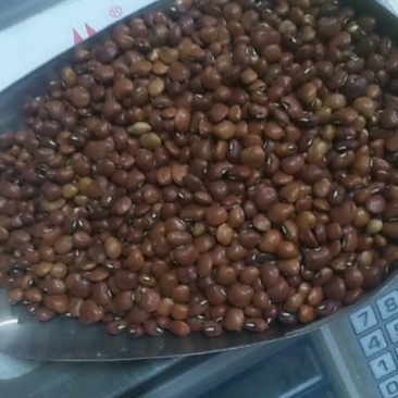 进口真空包装精选无杂质红江豆不包邮量大可议价