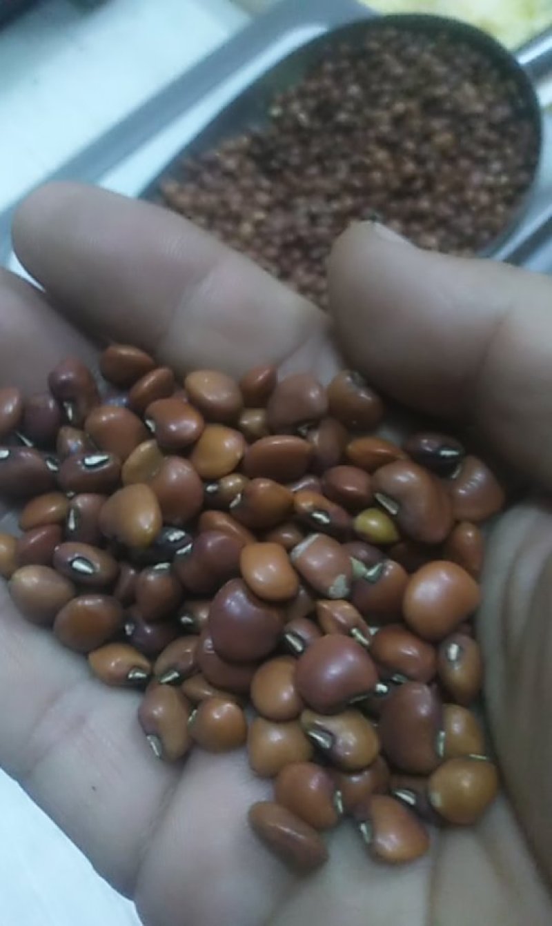 进口真空包装精选无杂质红江豆不包邮量大可议价