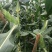 金乡水果玉米太阳花大量上市！可视频看货免费提供住宿欢迎