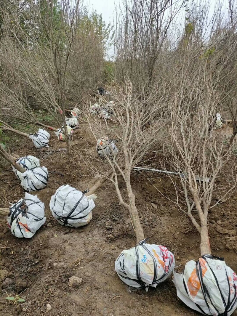 石榴树，精品1-30公分石榴树，树形美观，大量供应，