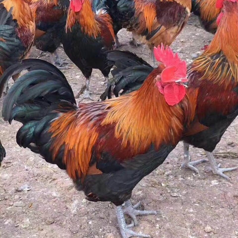 瑶鸡苗分别为1号红瑶2号黑瑶诚信经营...假一赔十