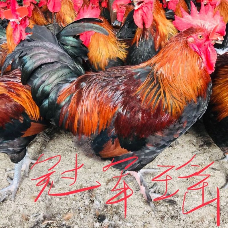瑶鸡苗分别为1号红瑶2号黑瑶诚信经营...假一赔十