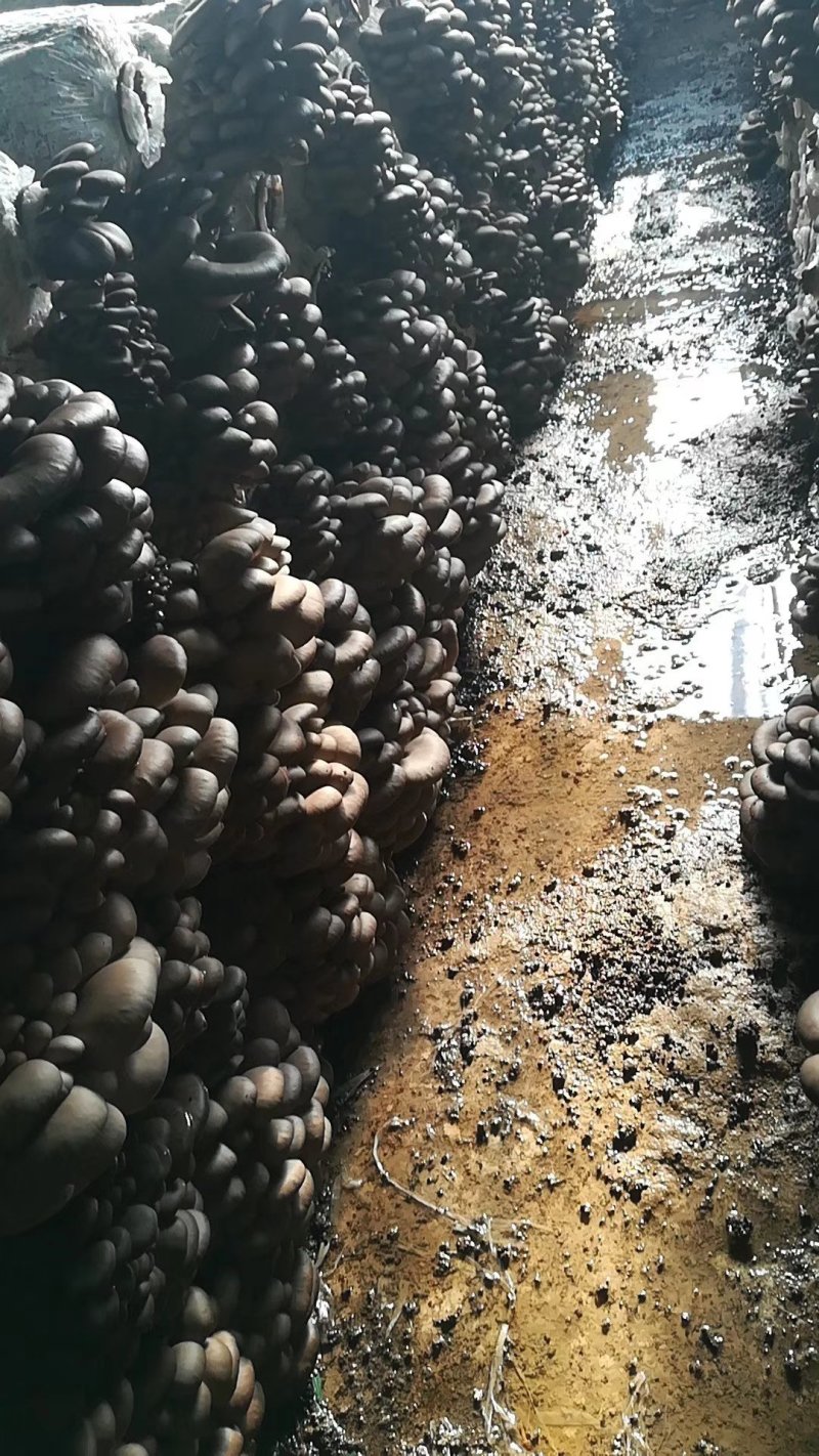 出售鲜平菇。平菇菌包