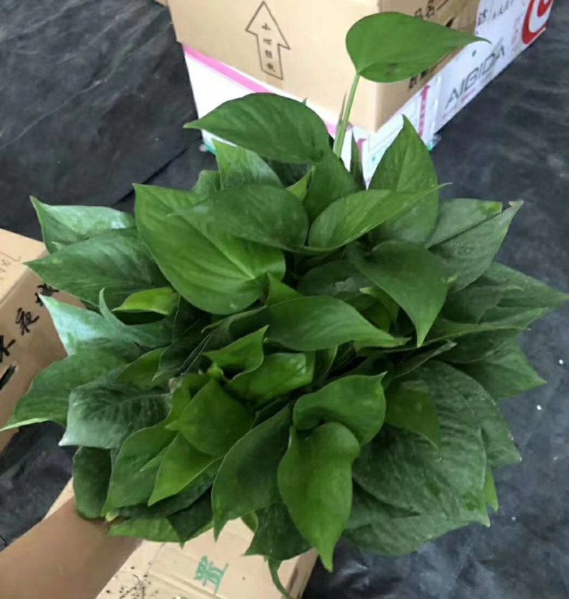 180绿萝