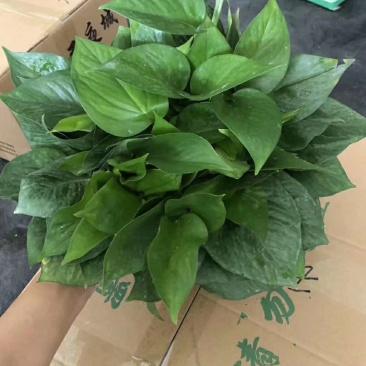 180绿萝