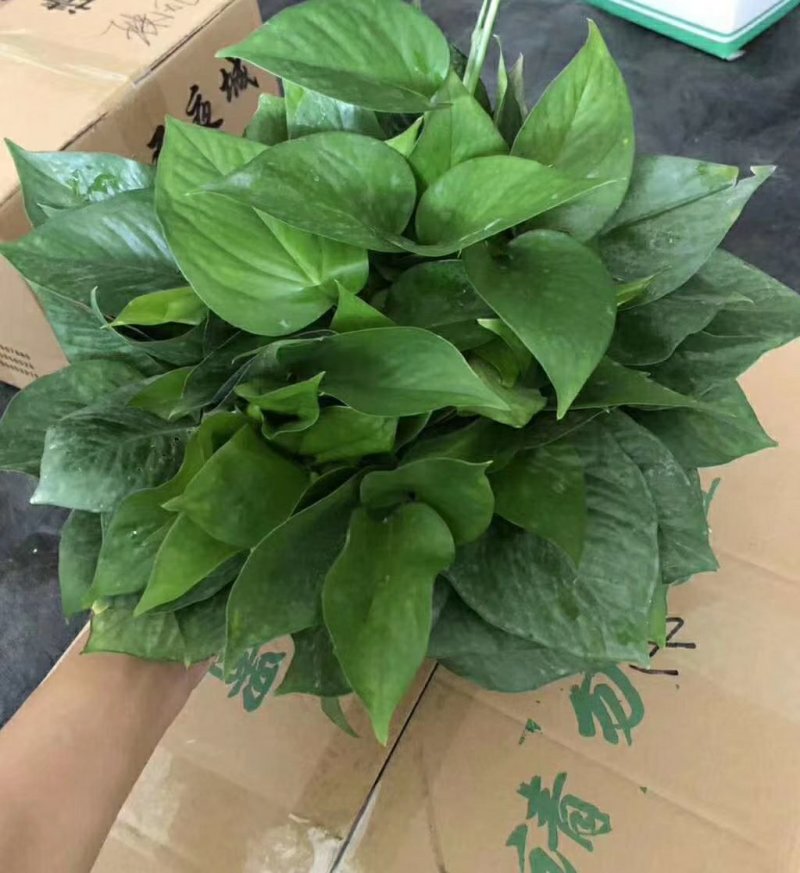 180绿萝