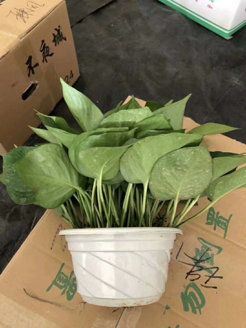 180绿萝