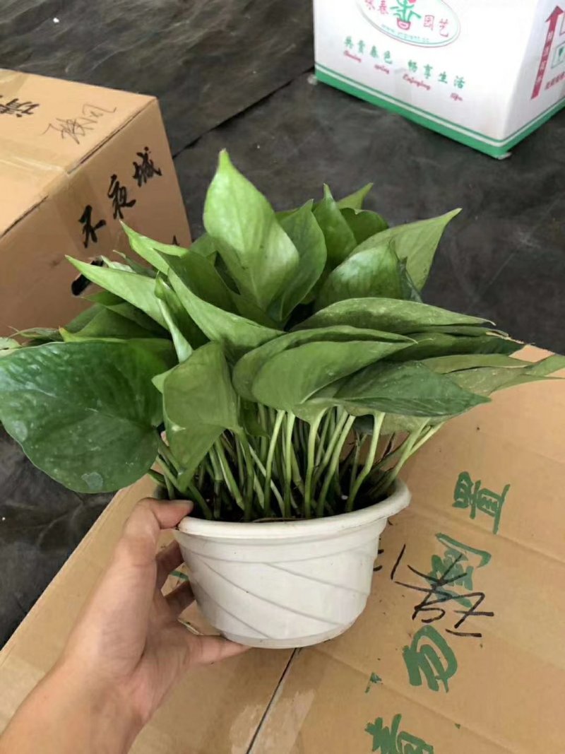 180绿萝