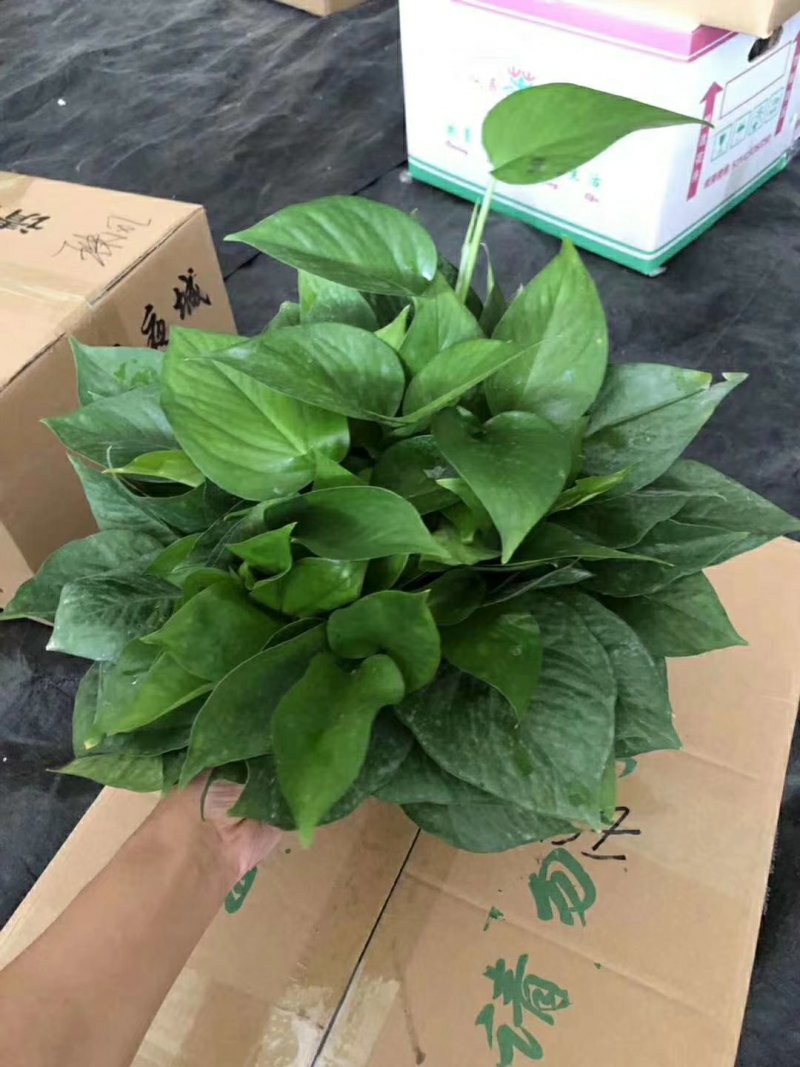 180绿萝