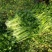 [热销中]山东济宁芹菜西芹现挖现发产地直销量大从优