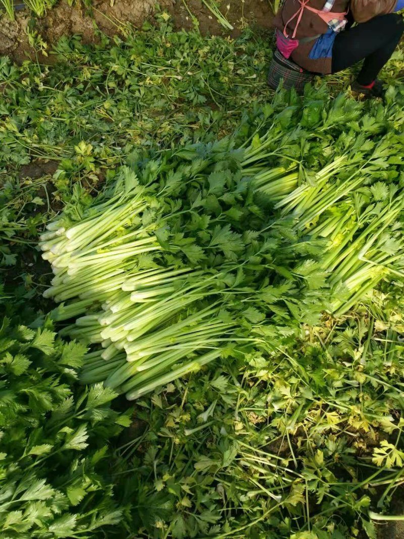 [热销中]山东济宁芹菜西芹现挖现发产地直销量大从优