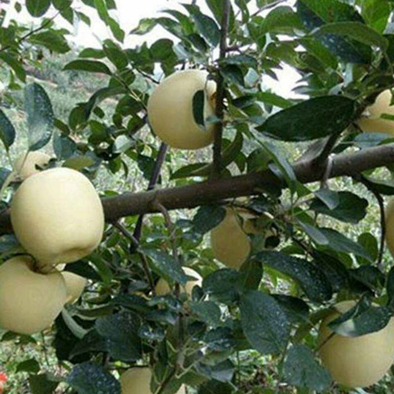 维纳斯黄金苹果苗奶油苹果苗嫁接苹果苗