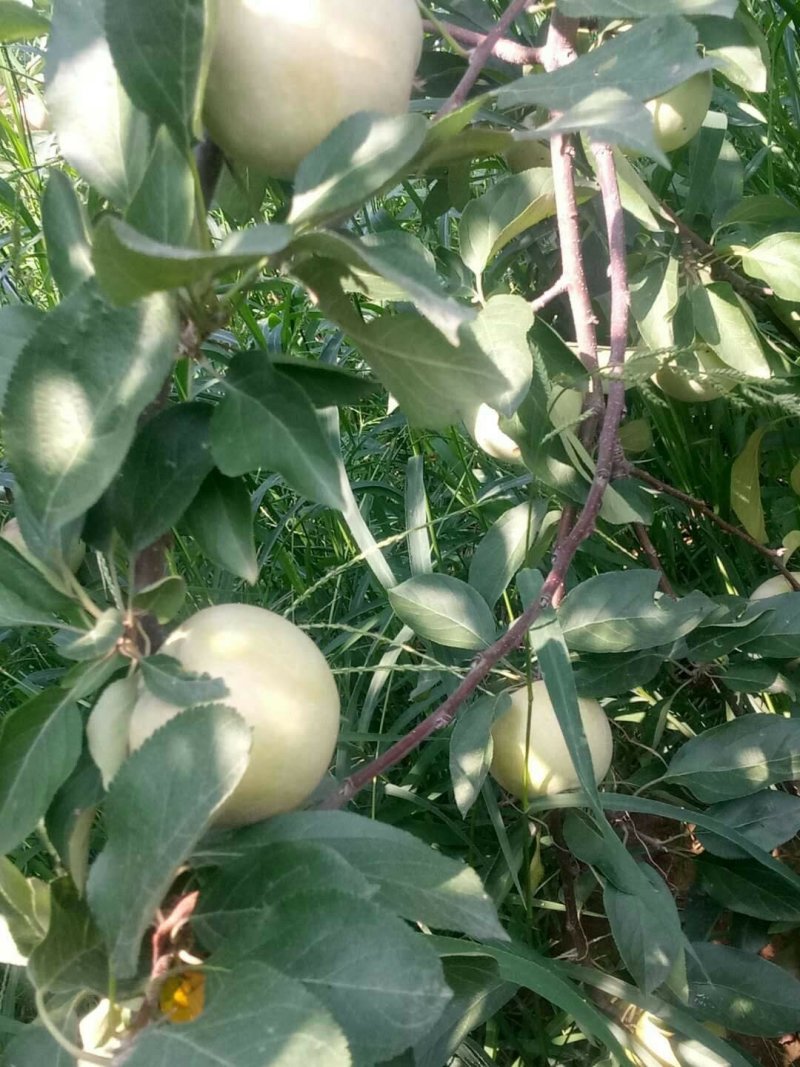 维纳斯黄金苹果苗奶油苹果苗嫁接苹果苗