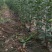 维纳斯黄金苹果苗奶油苹果苗嫁接苹果苗