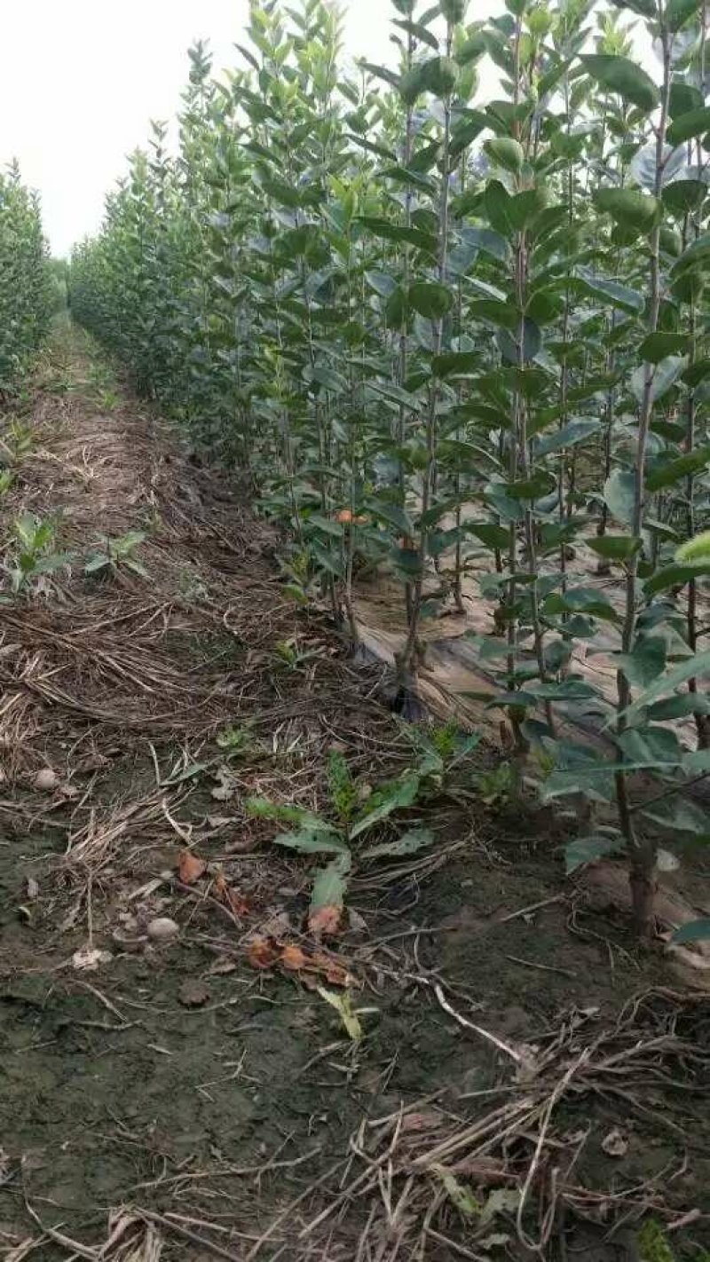 维纳斯黄金苹果苗奶油苹果苗嫁接苹果苗