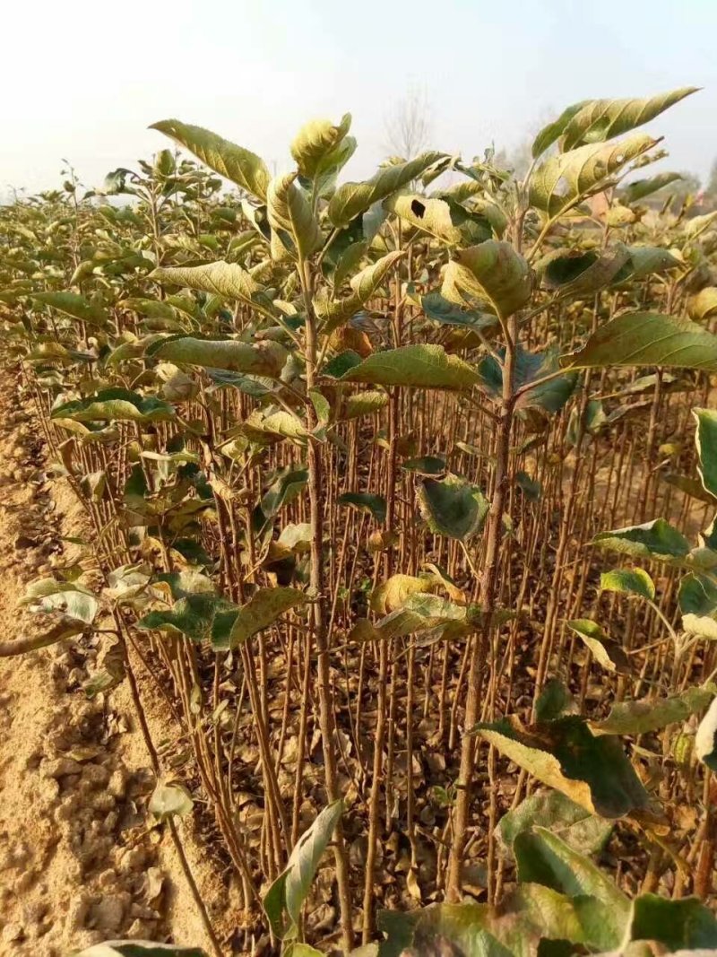 维纳斯黄金苹果苗奶油苹果苗嫁接苹果苗