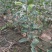 维纳斯黄金苹果苗奶油苹果苗嫁接苹果苗