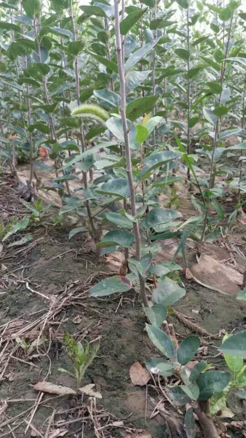 维纳斯黄金苹果苗奶油苹果苗嫁接苹果苗