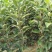 维纳斯黄金苹果苗奶油苹果苗嫁接苹果苗