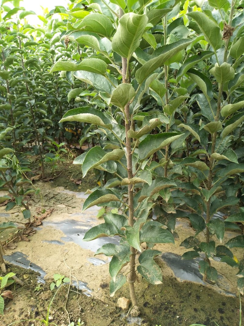 维纳斯黄金苹果苗奶油苹果苗嫁接苹果苗