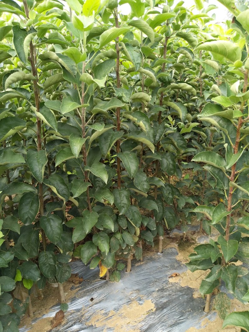 维纳斯黄金苹果苗奶油苹果苗嫁接苹果苗