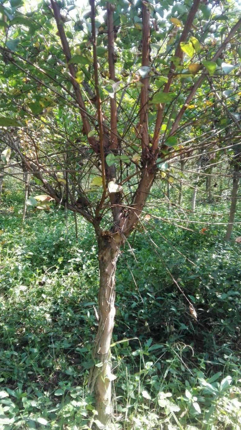紫叶李