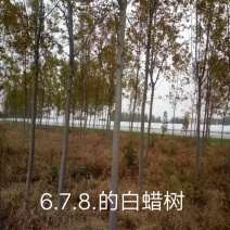 紫叶李