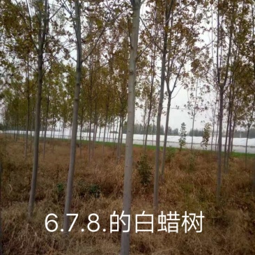 紫叶李