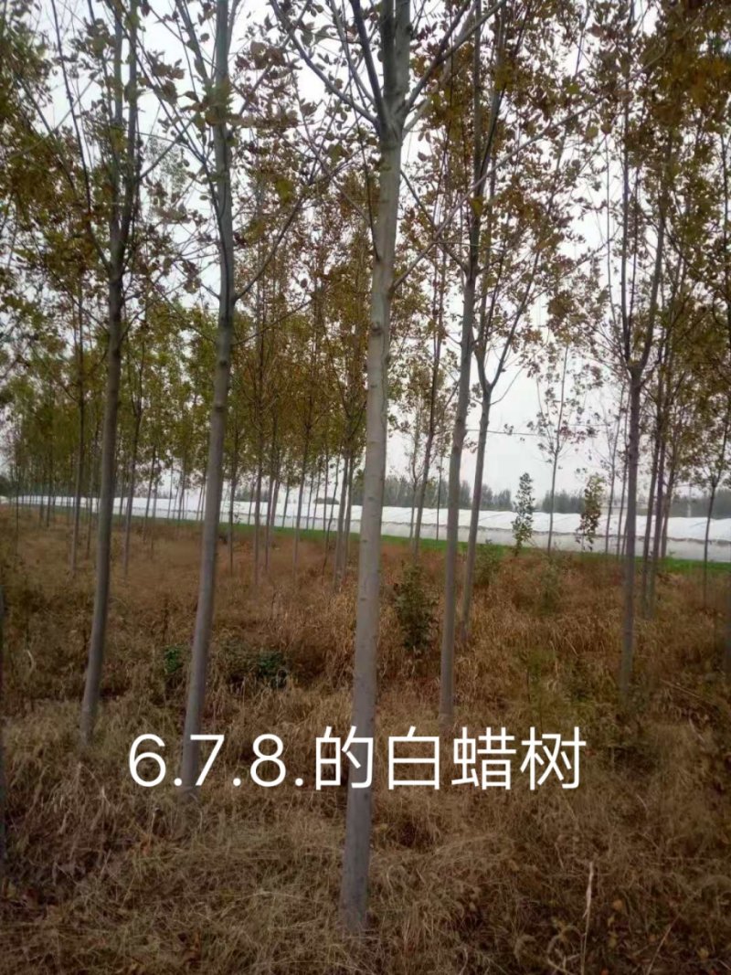 紫叶李