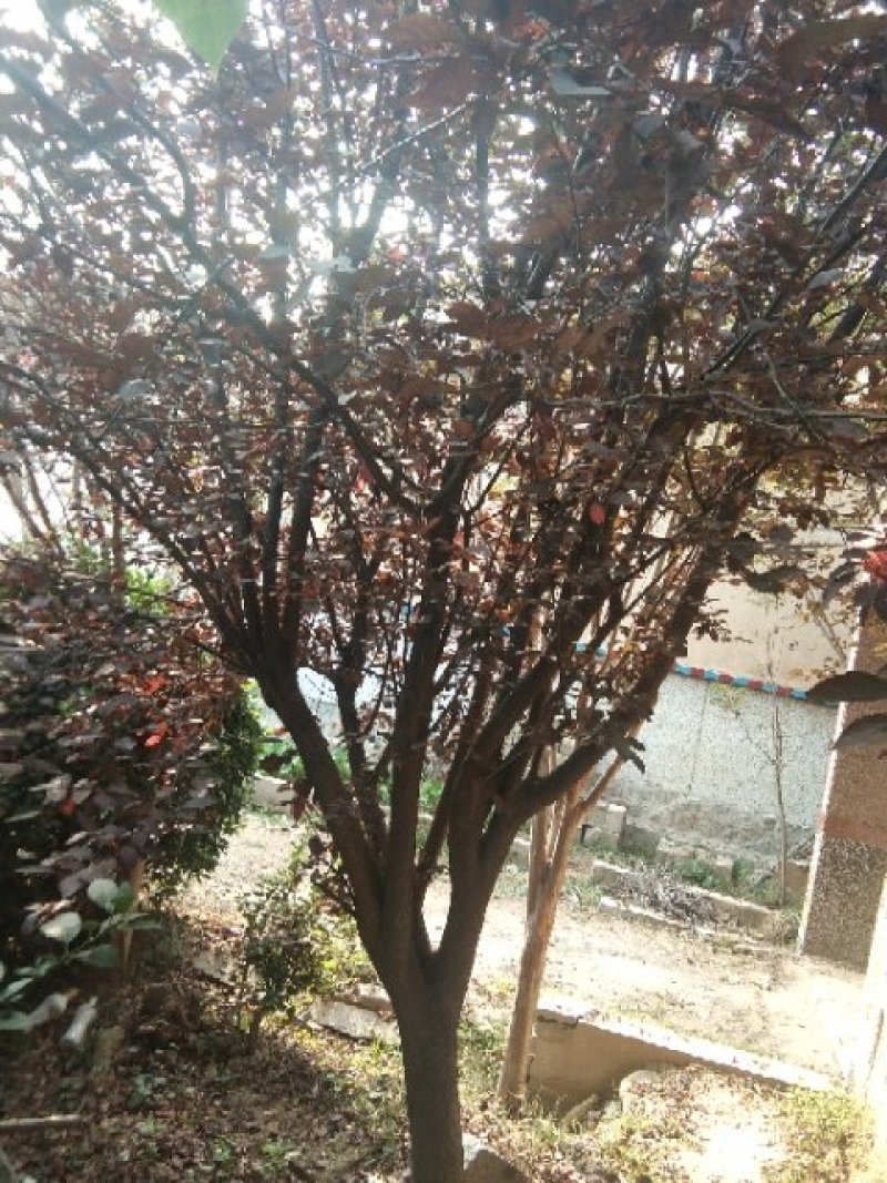 紫叶李