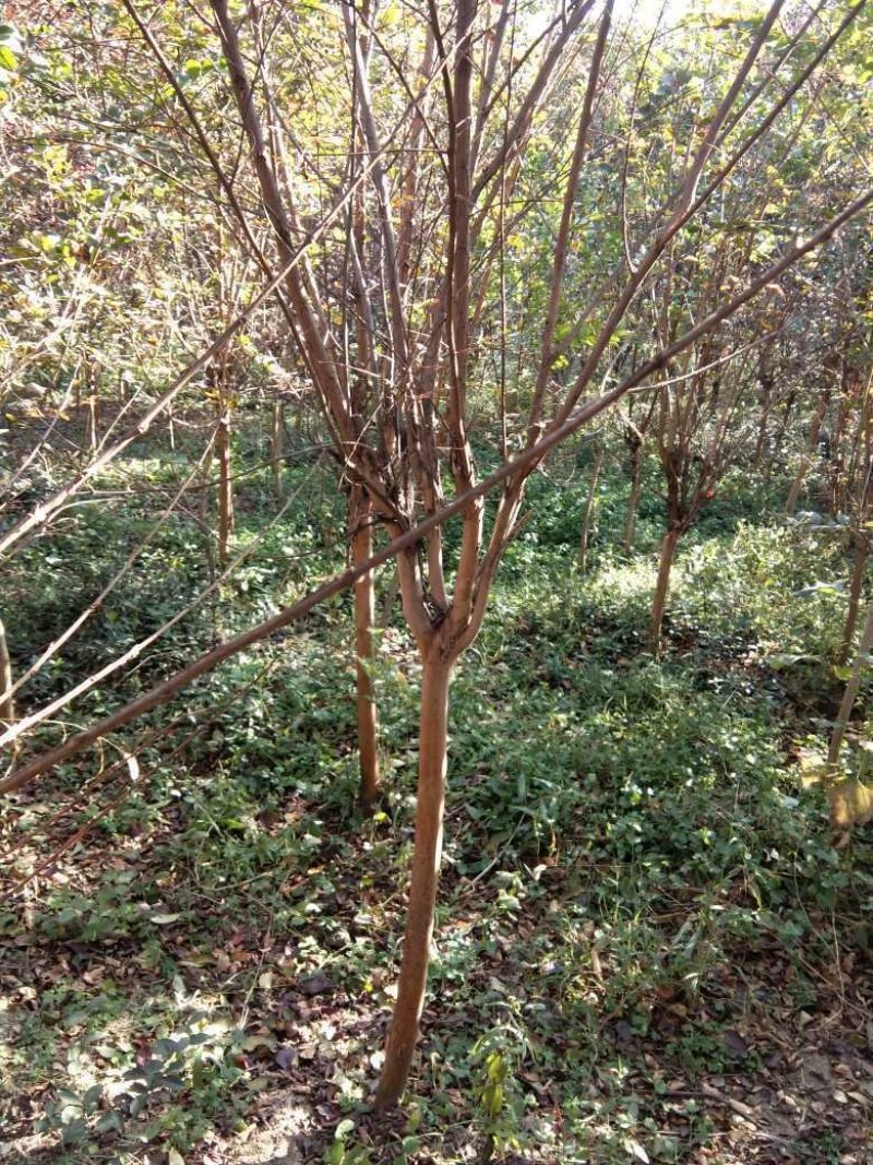 紫叶李