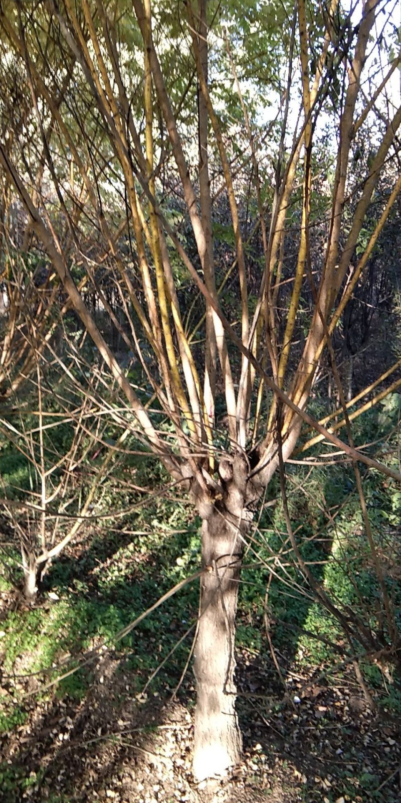 紫叶李