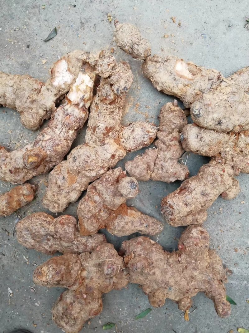 野生土茯苓