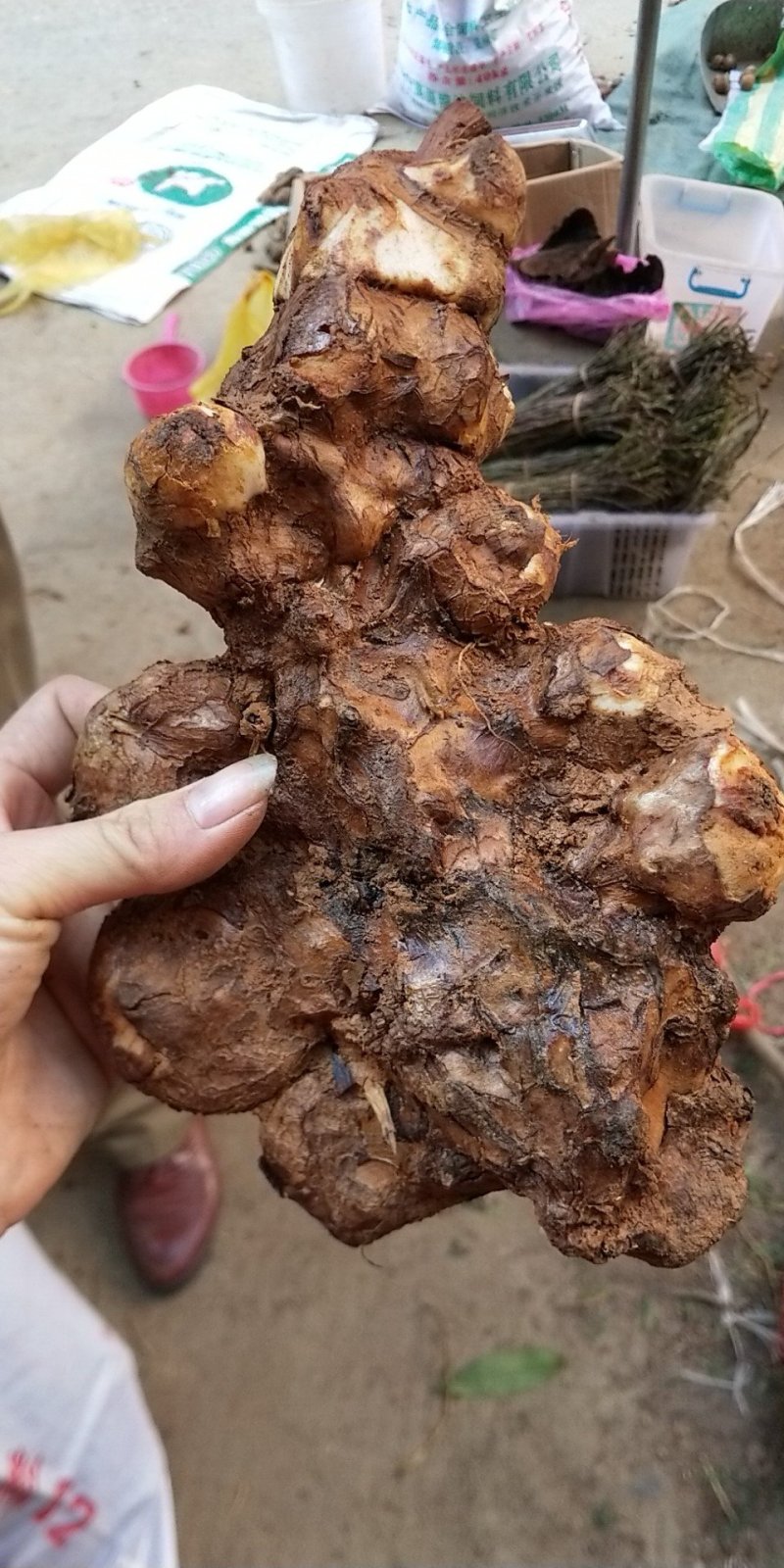 野生土茯苓