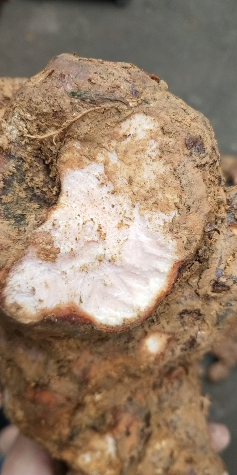 野生土茯苓