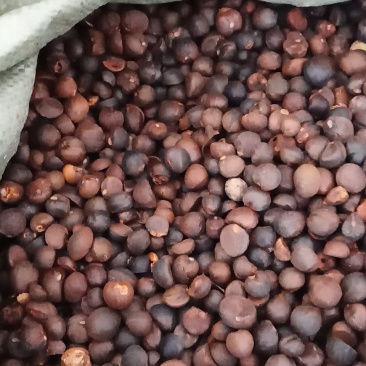 野生油茶籽新货上市