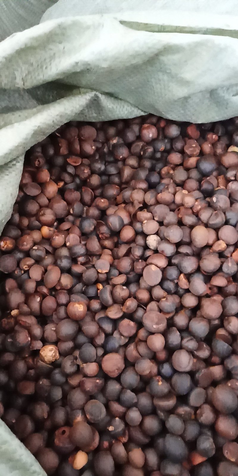 野生油茶籽新货上市