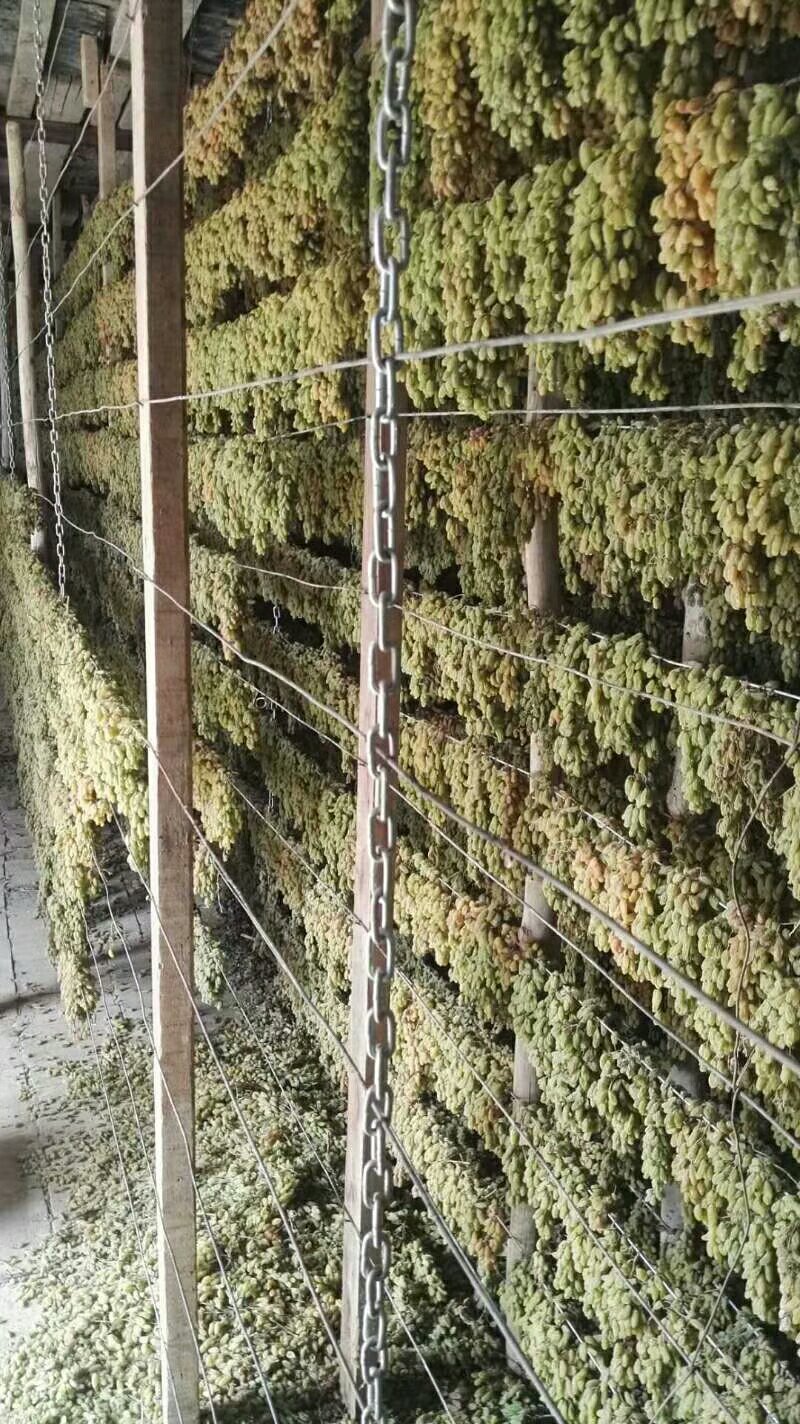 新疆大枣，葡萄干，富平柿饼上市了。