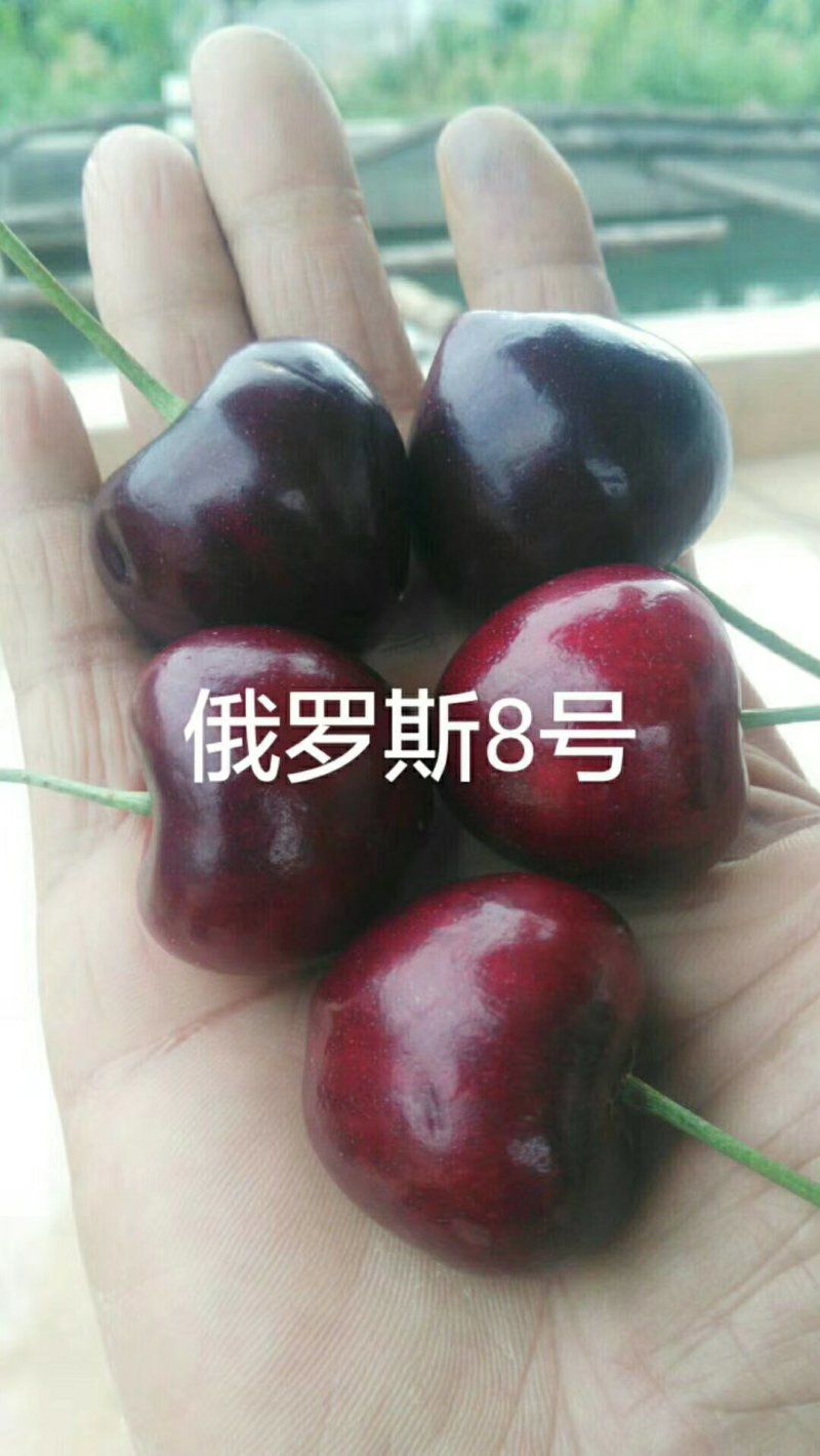 美早大樱桃树苗红灯大樱桃俄罗斯八号樱桃苗