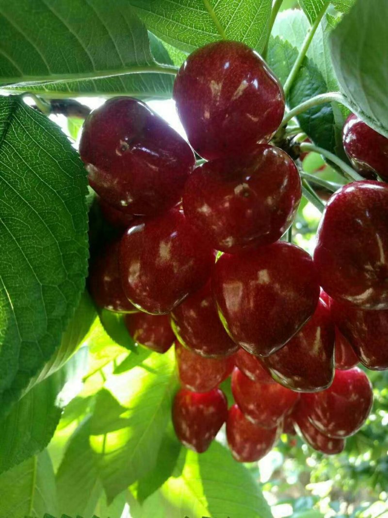 美早大樱桃树苗红灯大樱桃俄罗斯八号樱桃苗